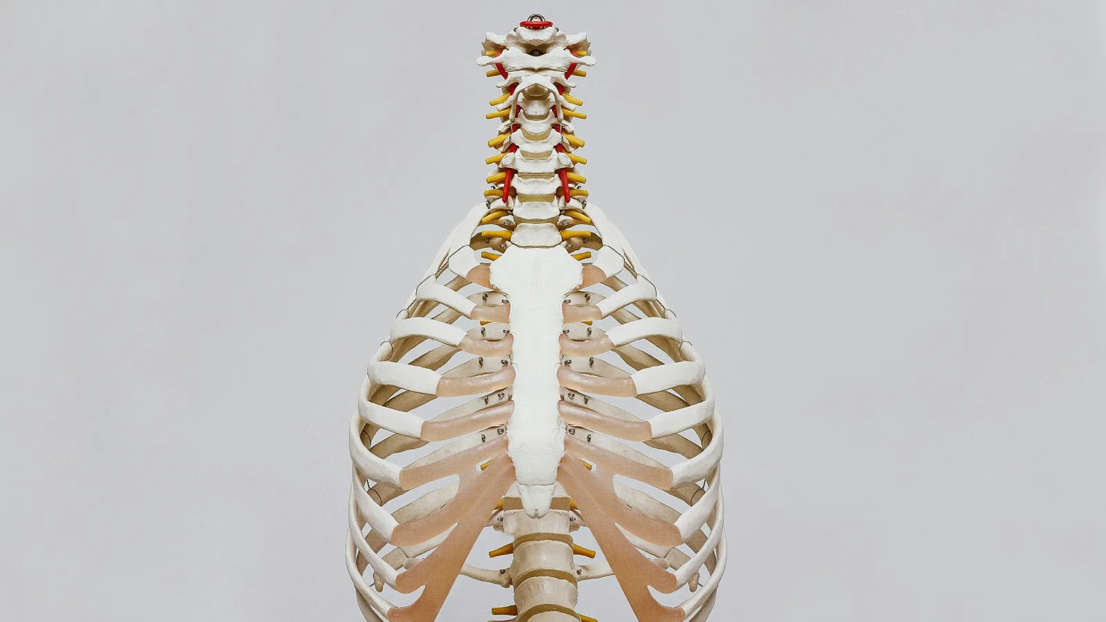 Rear view of a human ribcage and spine model showing thoracic vertebrae and ribs on a neutral background