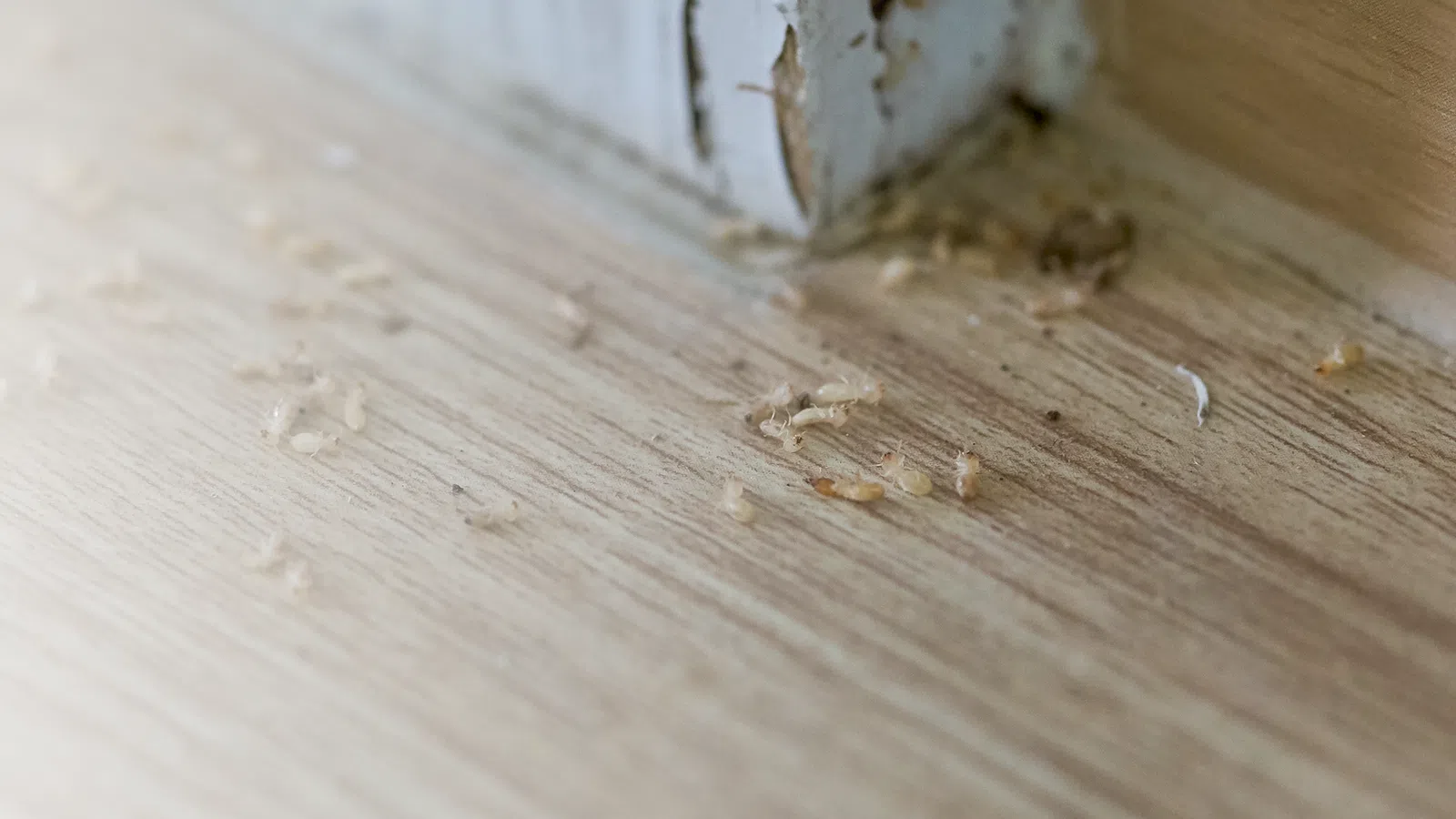 a group of ants on a wood surface