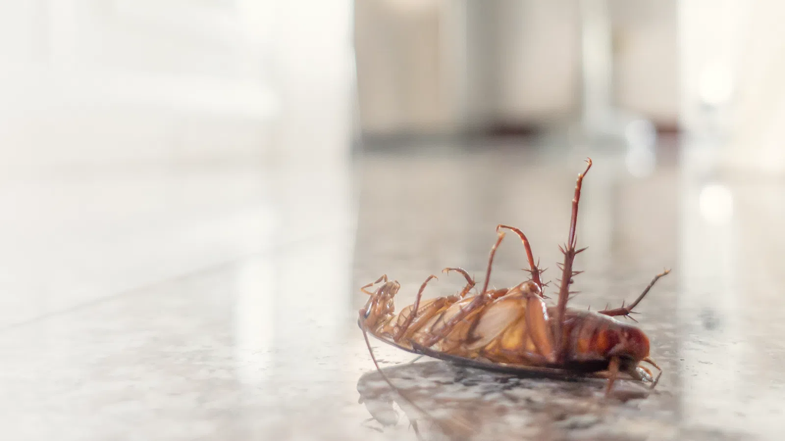 a bug on a surface