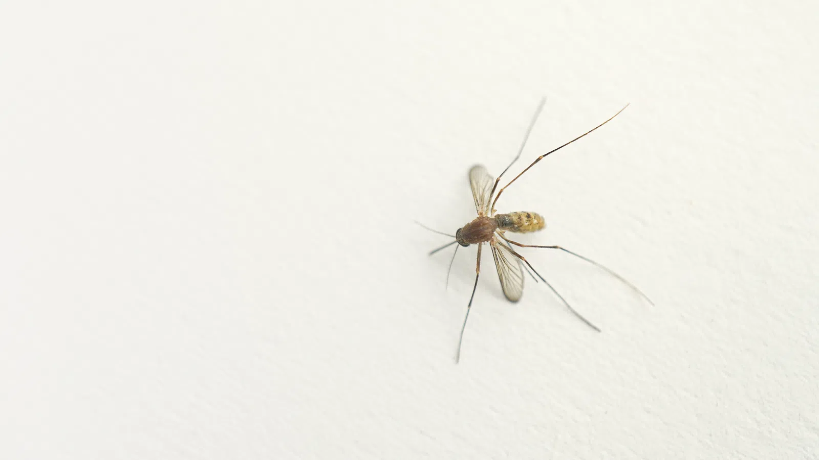 a close up of a bug