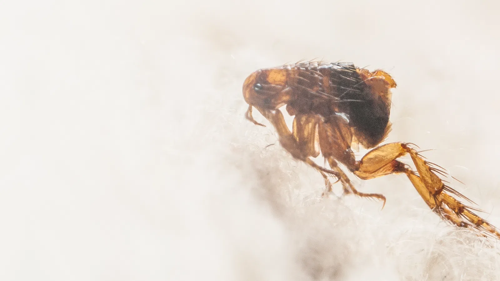 a close up of a bug