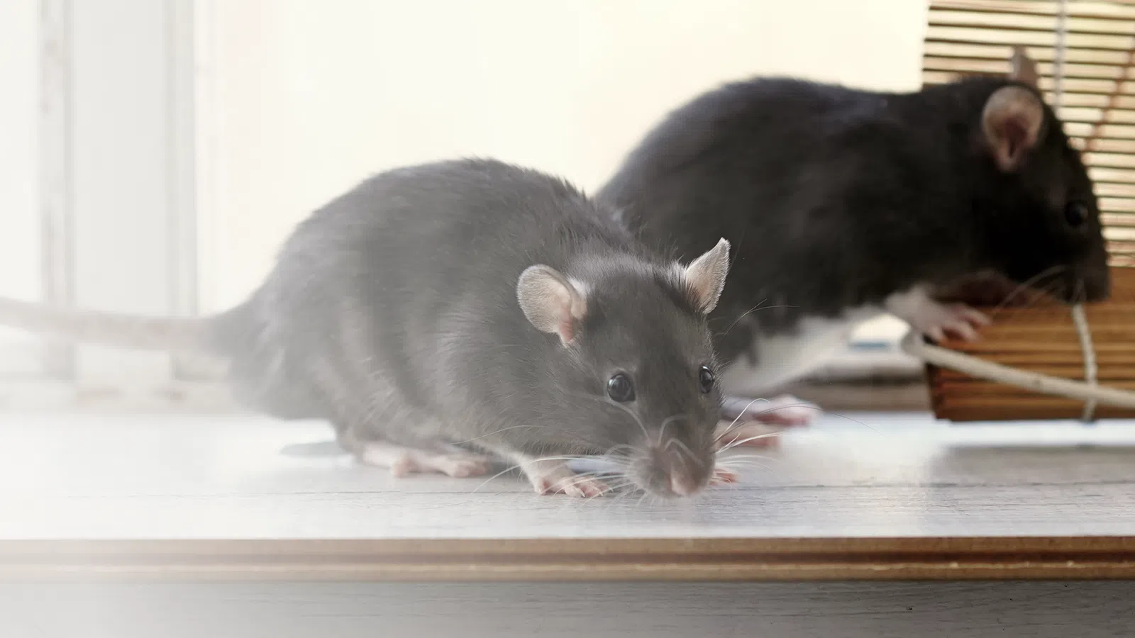 a couple of rats on a table