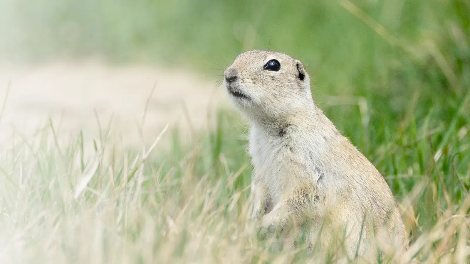 a small animal in a grassy area