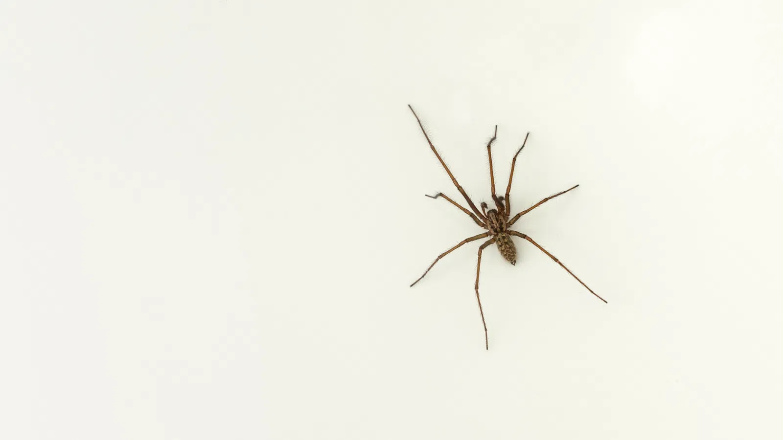 a close up of a spider