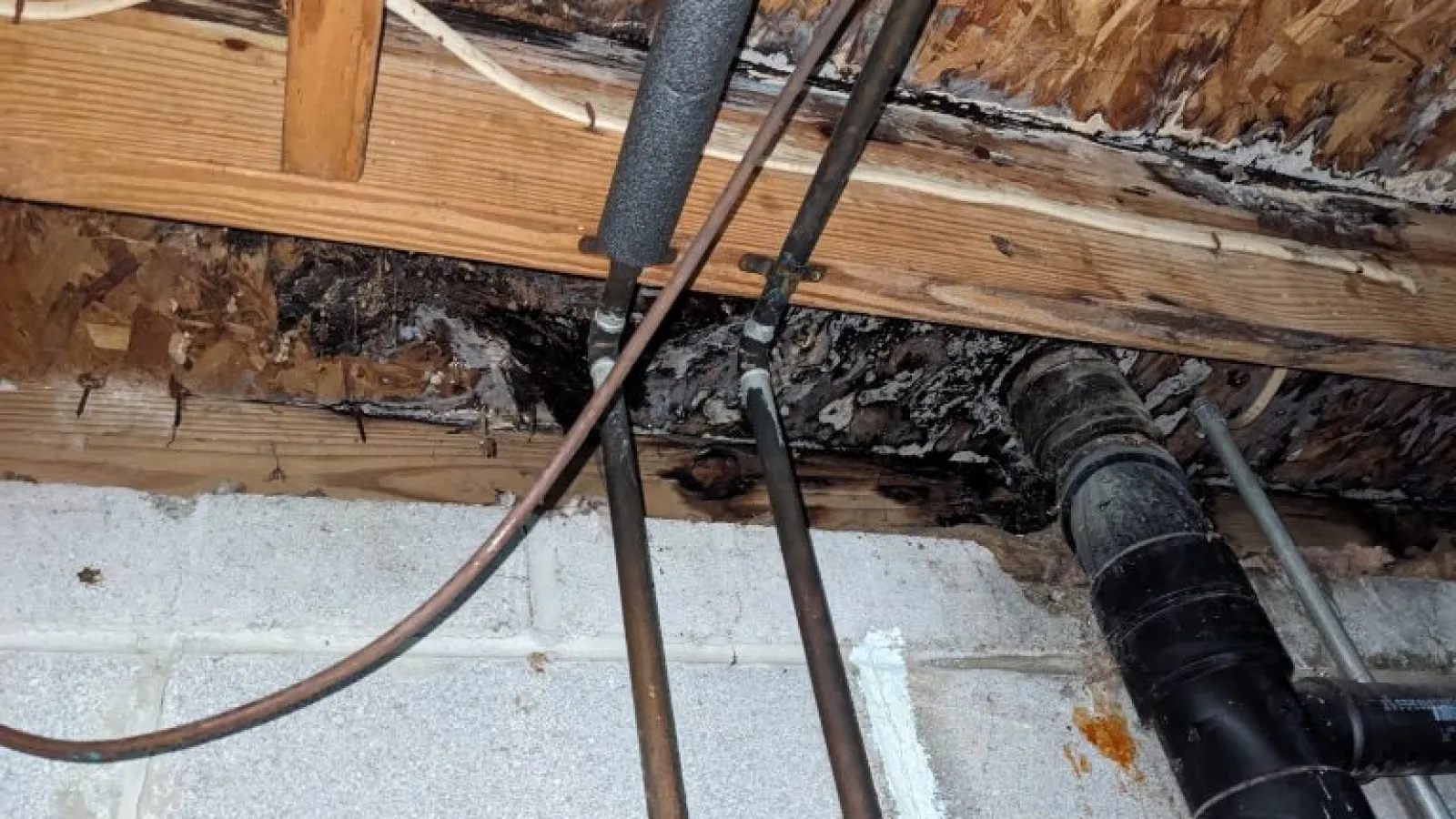Water-damaged wooden ceiling joists with mold and black pipe plumbing in basement walls and ceiling.