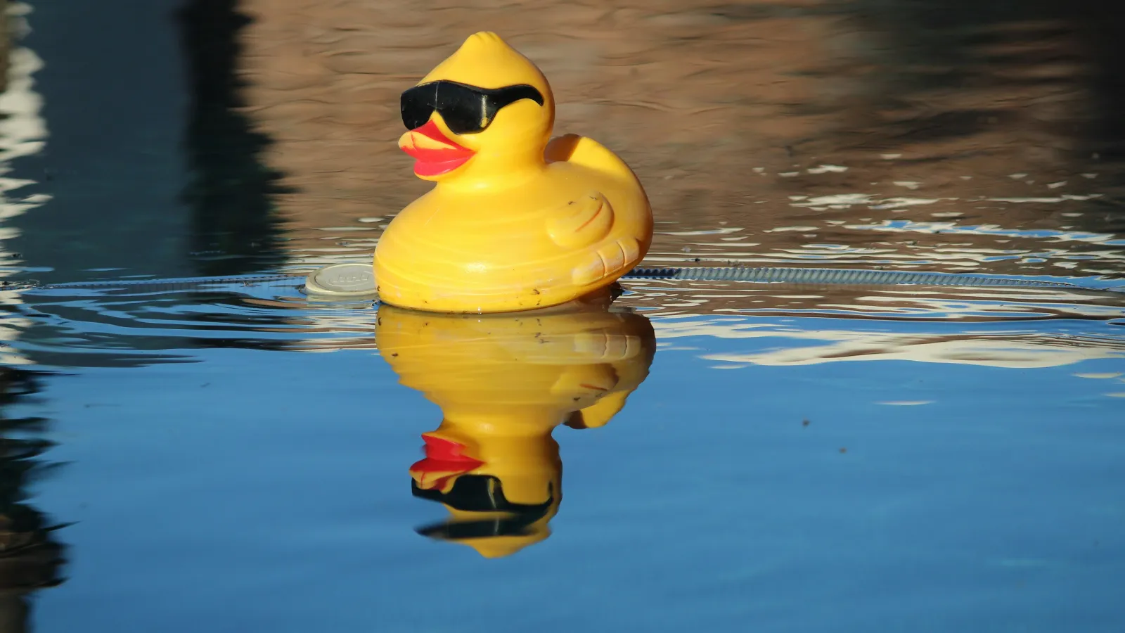 Yellow rubber duck wearing black sunglasses floating on calm blue water with clear reflection.