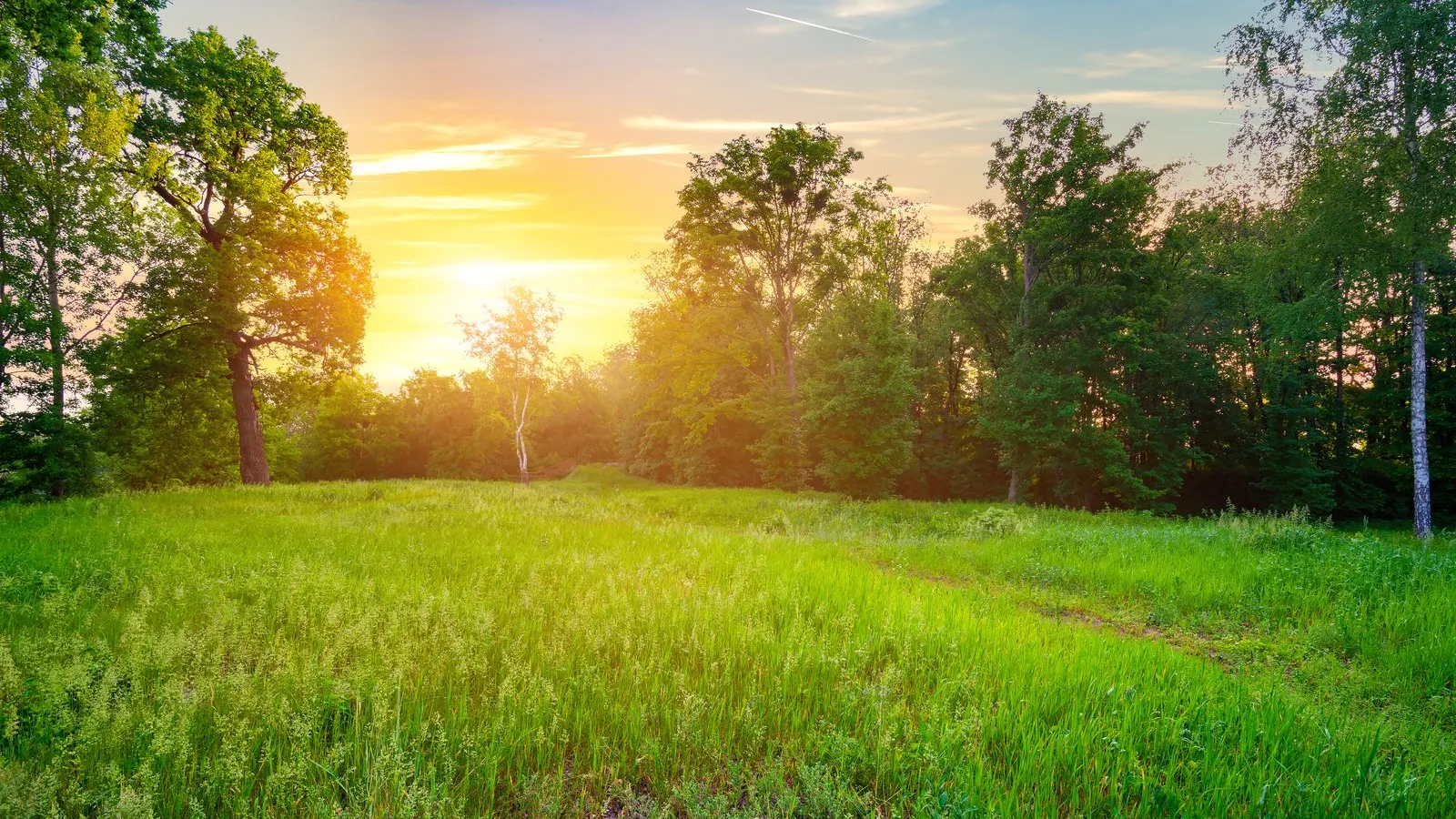a grassy field with trees in the background
