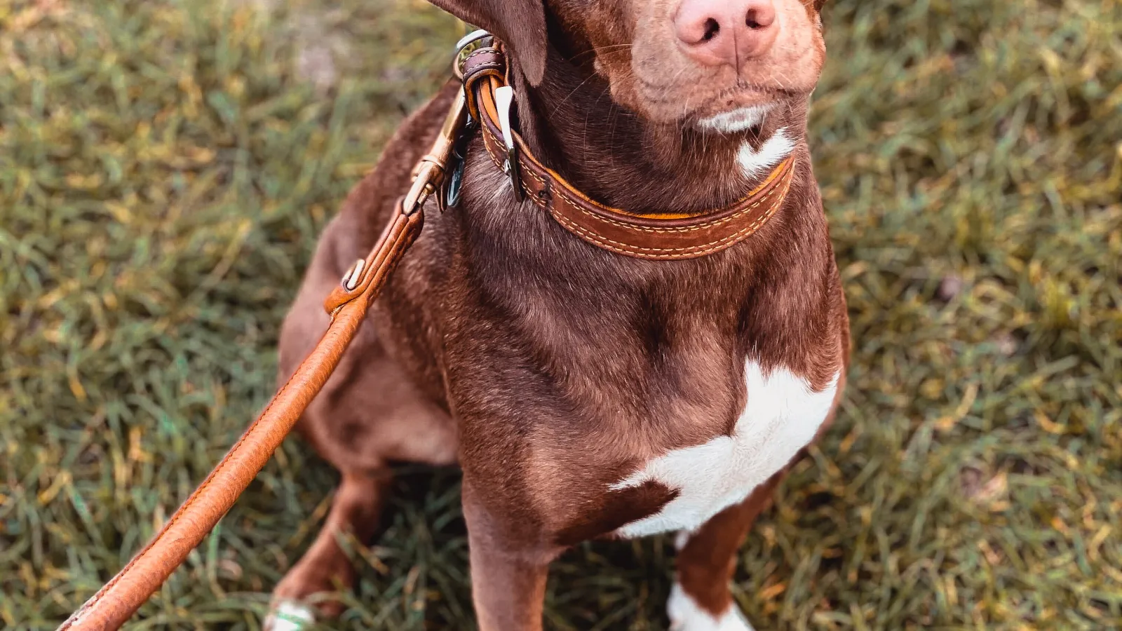 a dog with a leash