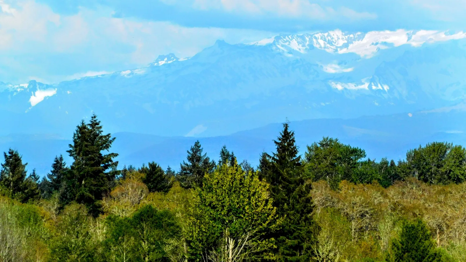 a landscape with trees and mountains in the background