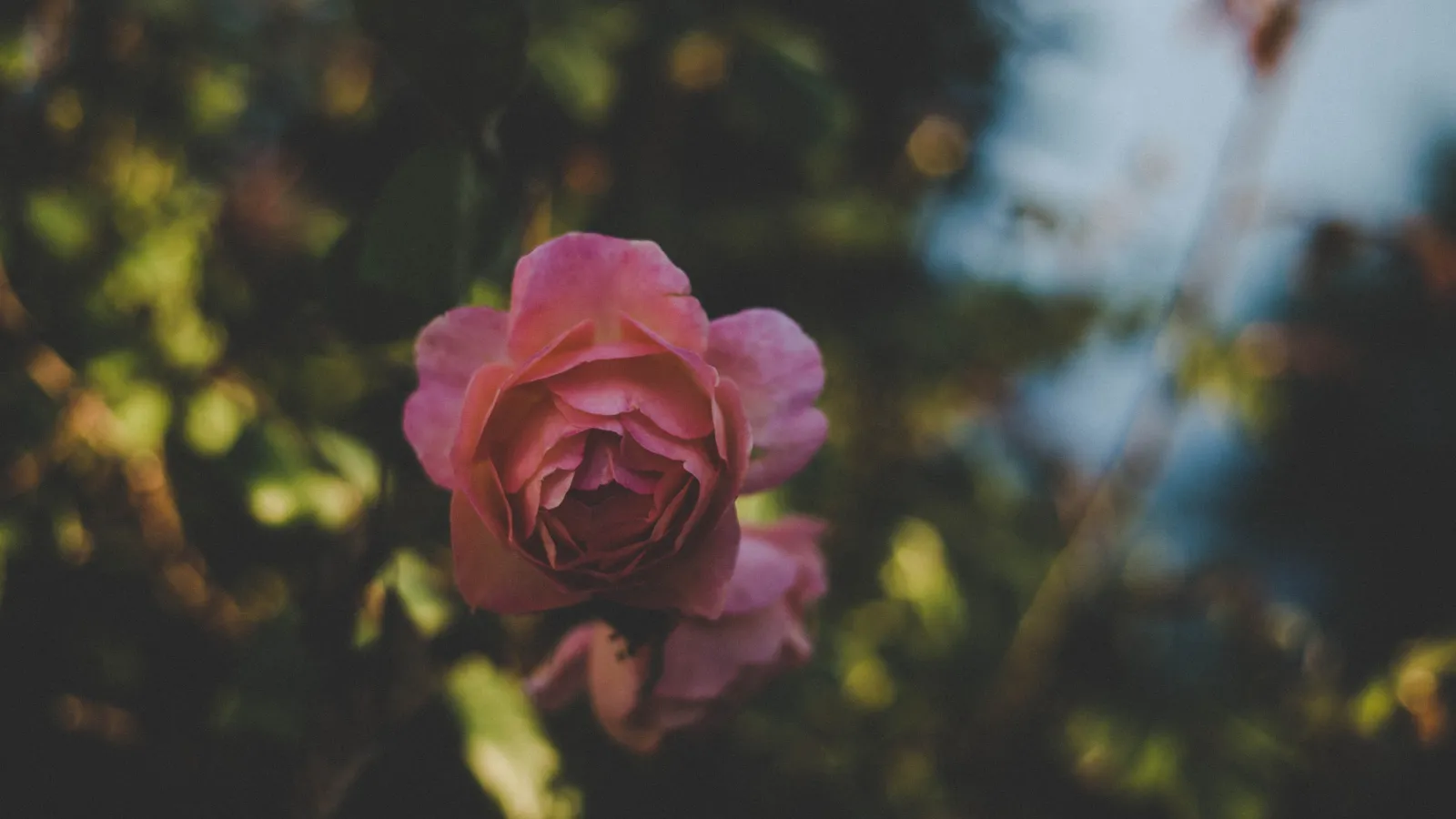 a pink rose on a bush in Kansas