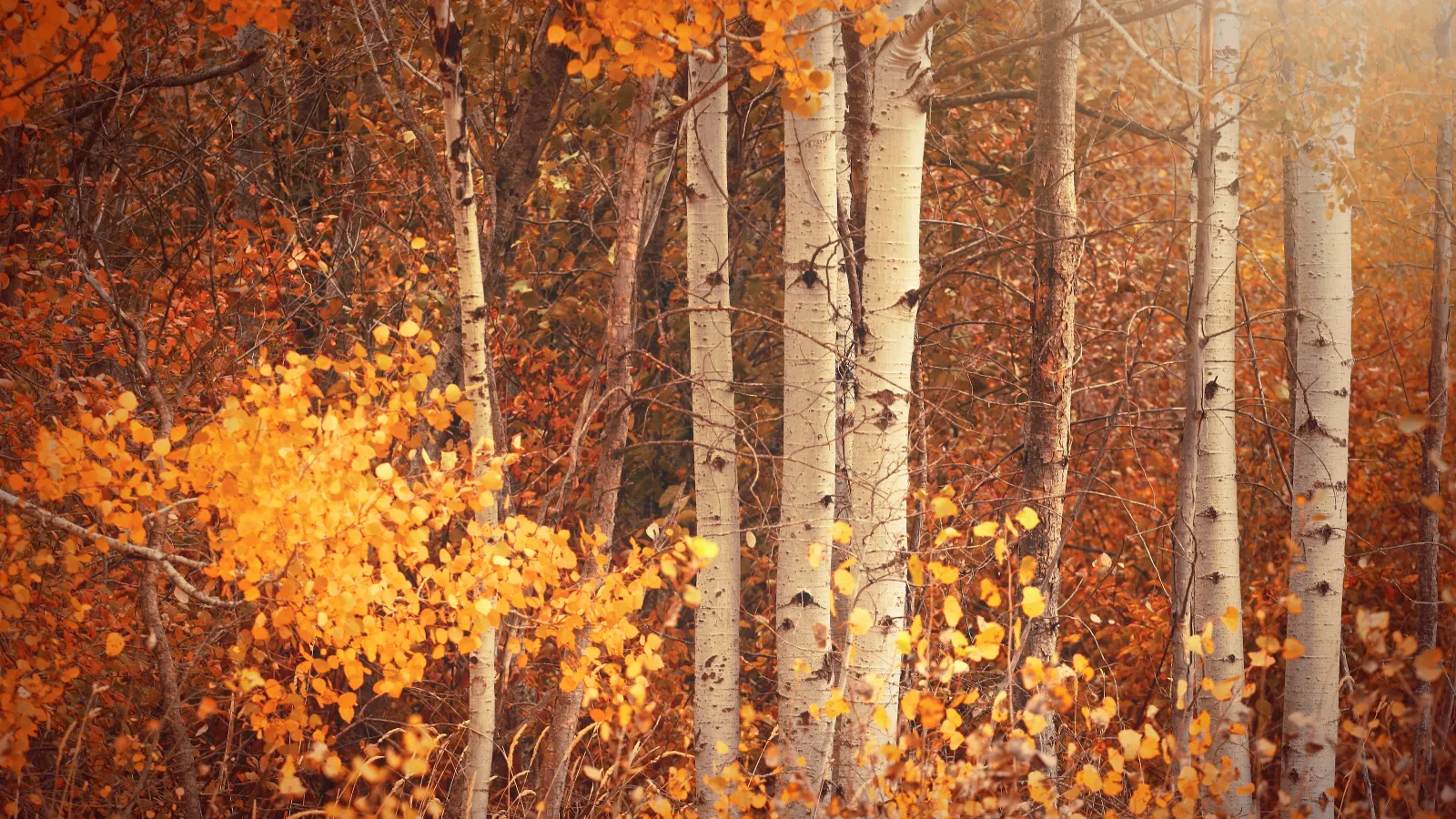 a forest of trees with yellow leaves