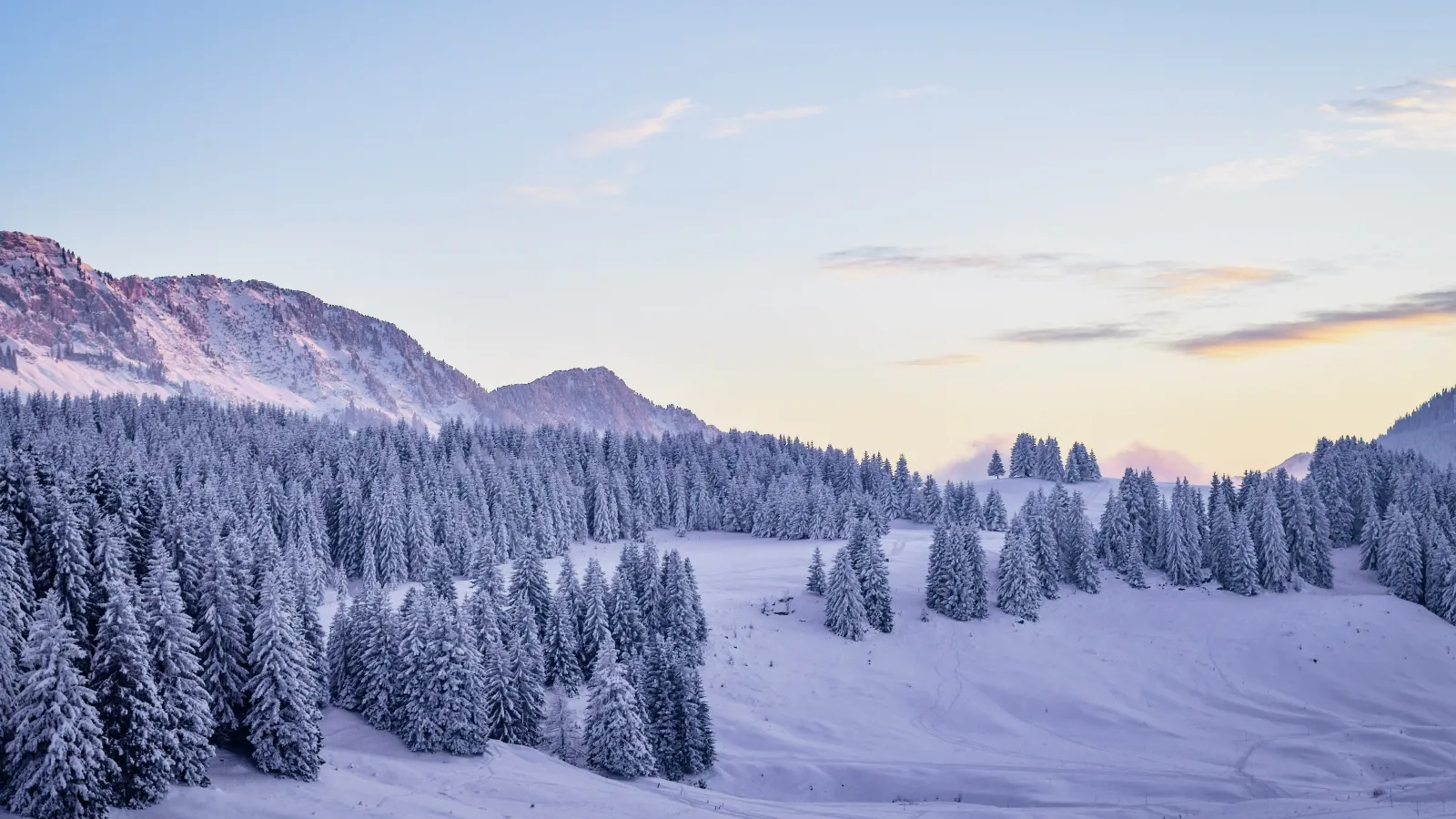 a snowy landscape with trees