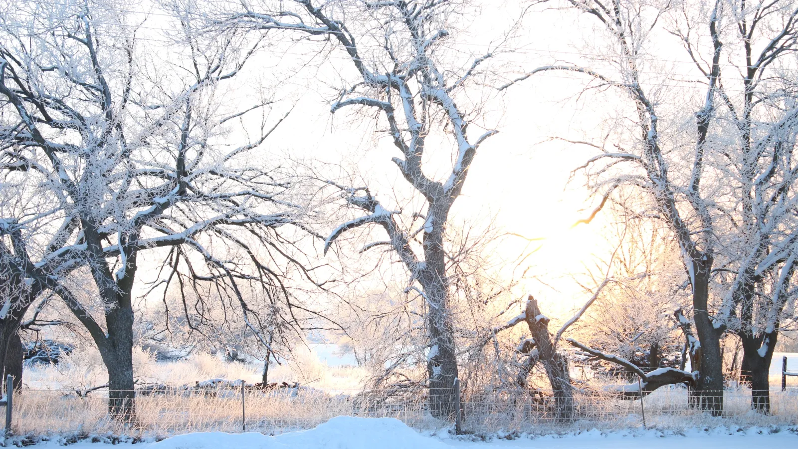 a group of trees in a snow in Kansas