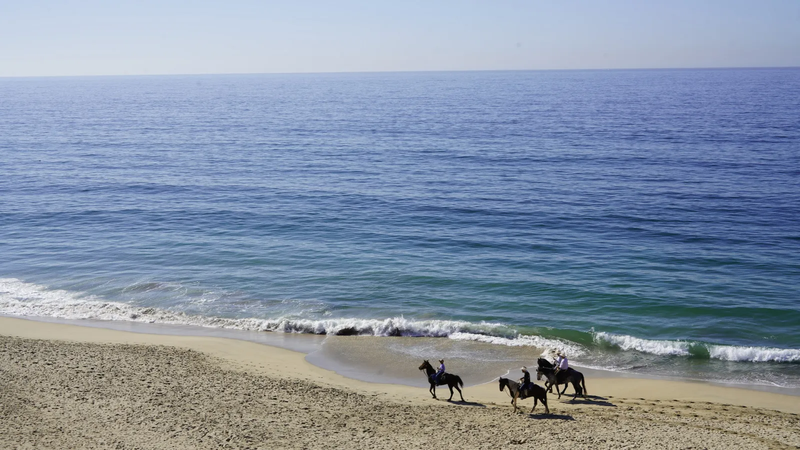 a group of horses walk along a California beach