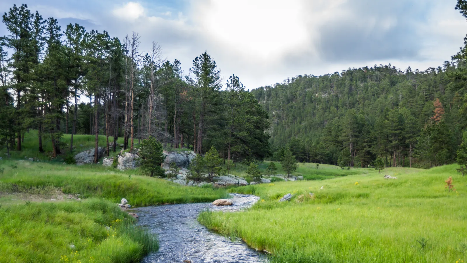 a stream running through a grassy area with trees and rocks in the background