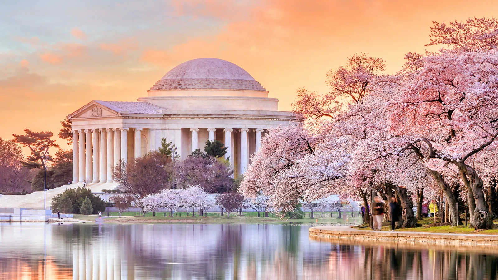 Jefferson Memorial with a dome and pink blossoms in front of it