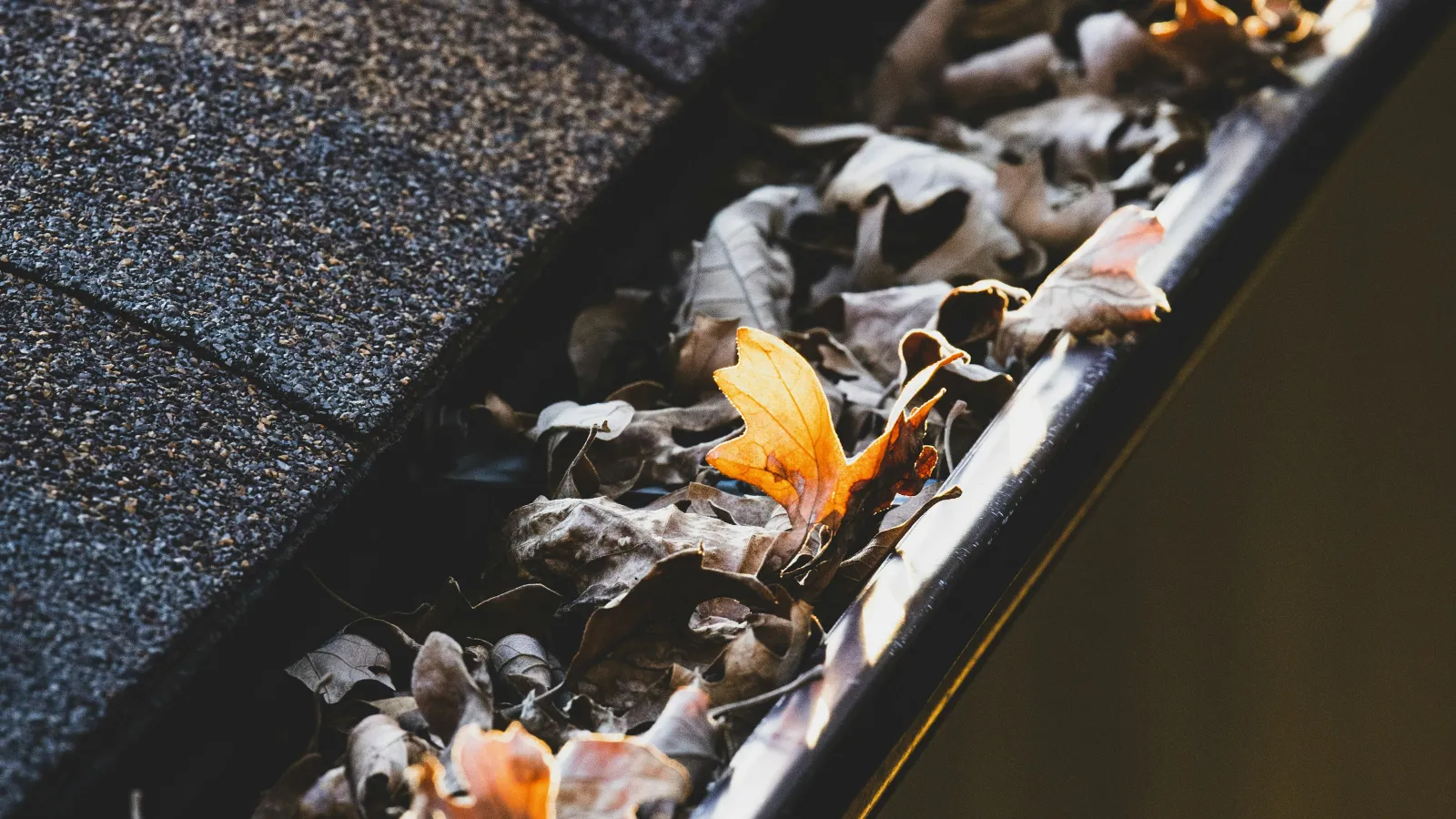 Close-up of a rain gutter filled with dried leaves and an orange leaf, illuminated by soft sunlight.