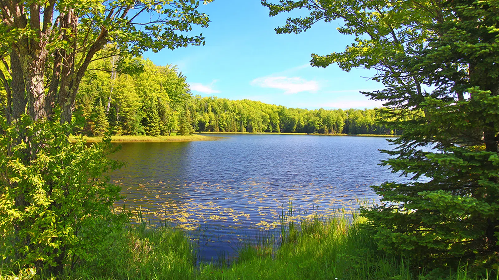 a body of water surrounded by trees