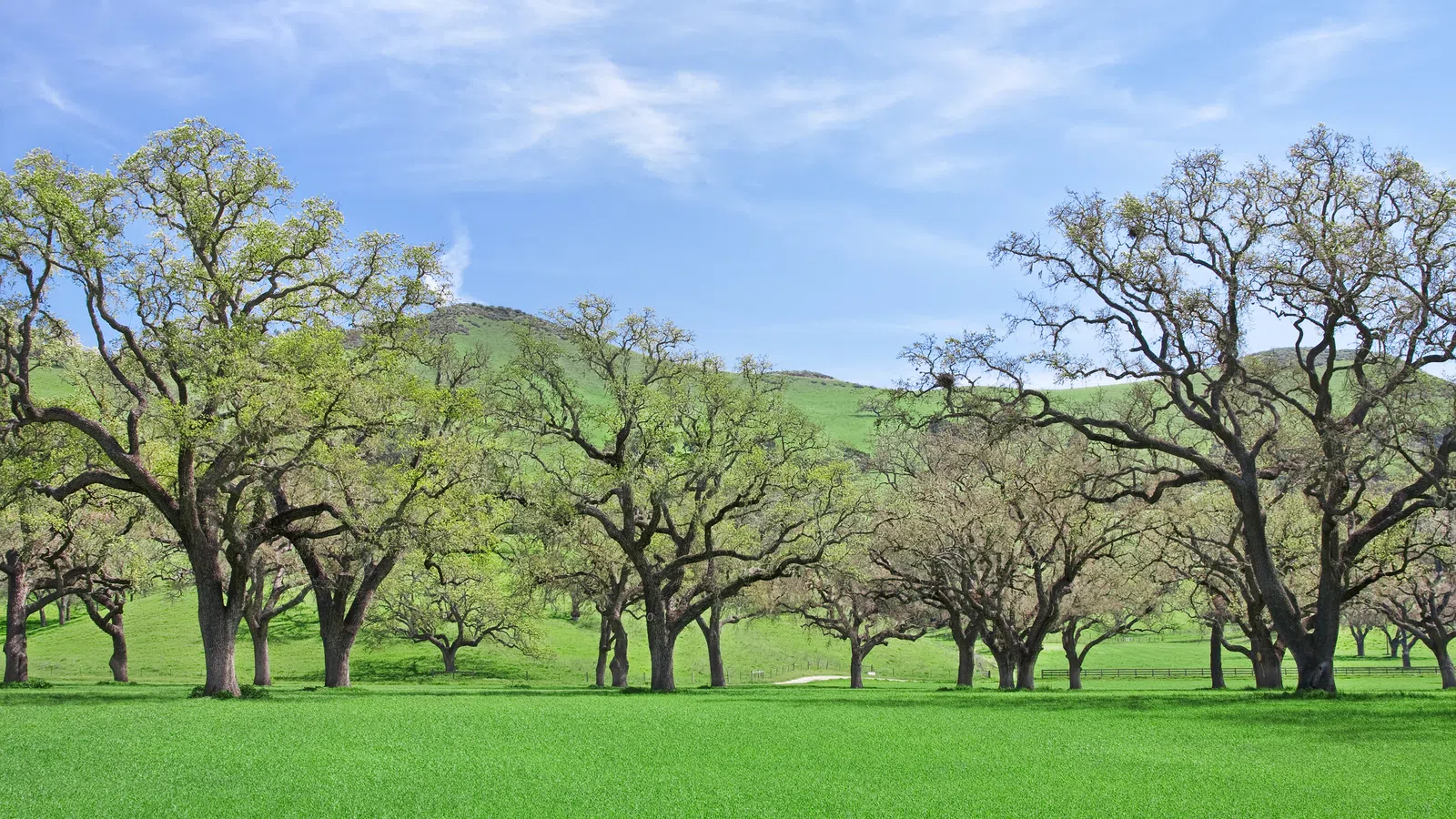 a group of trees in a field