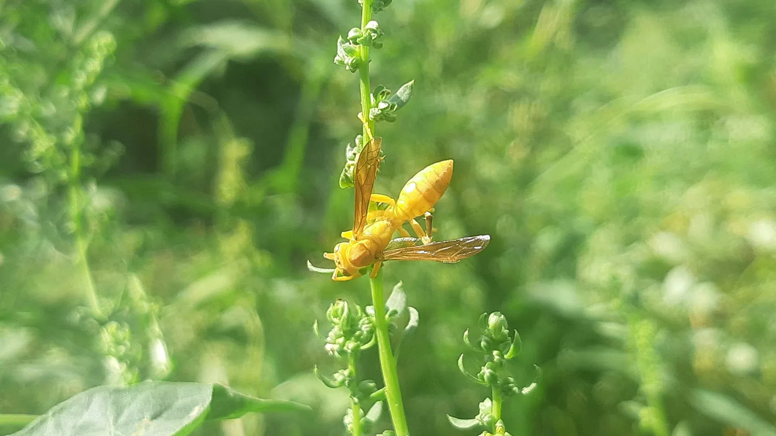 a bug on a plant