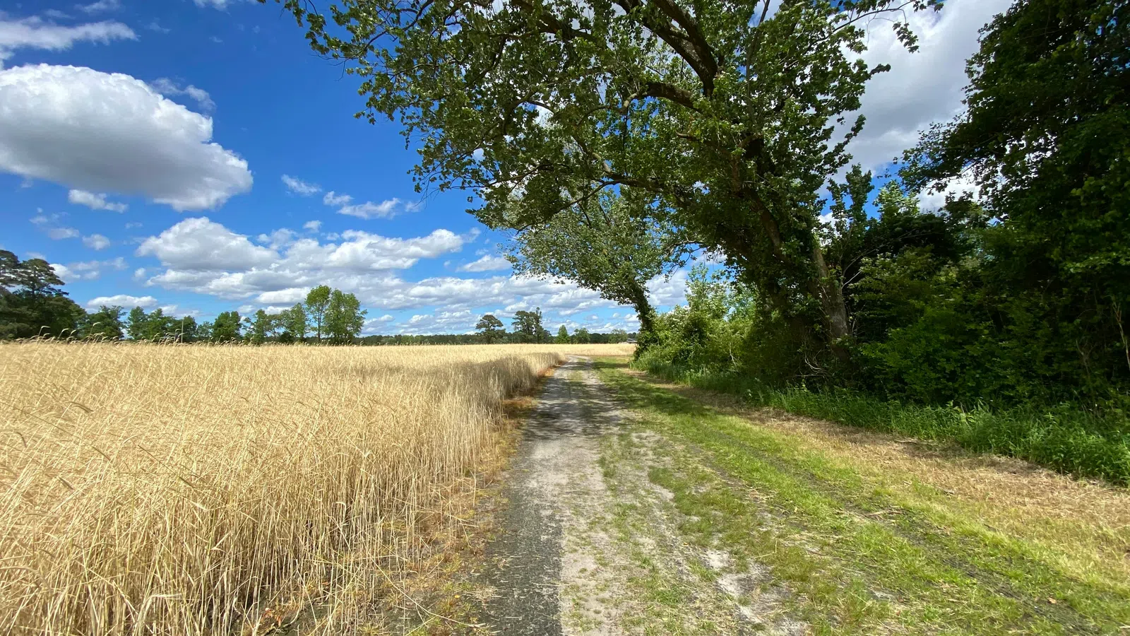 Dirt path beside golden wheat field and large tree under a bright blue sky with scattered white clouds