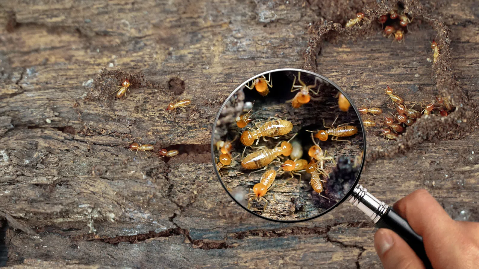 a magnifying glass showing termites
