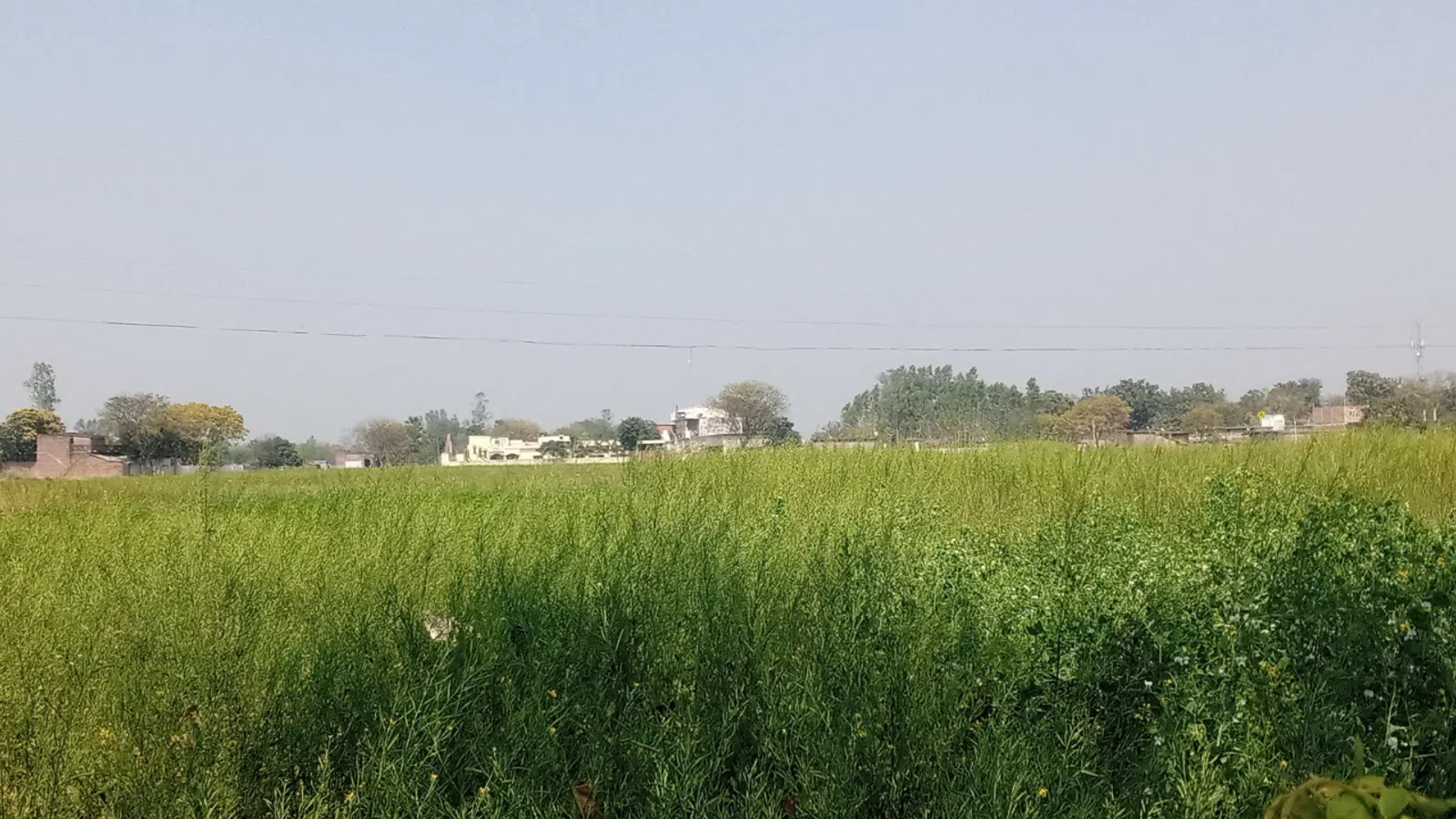 Wide green agricultural field under clear sky with houses and trees in the distant background.