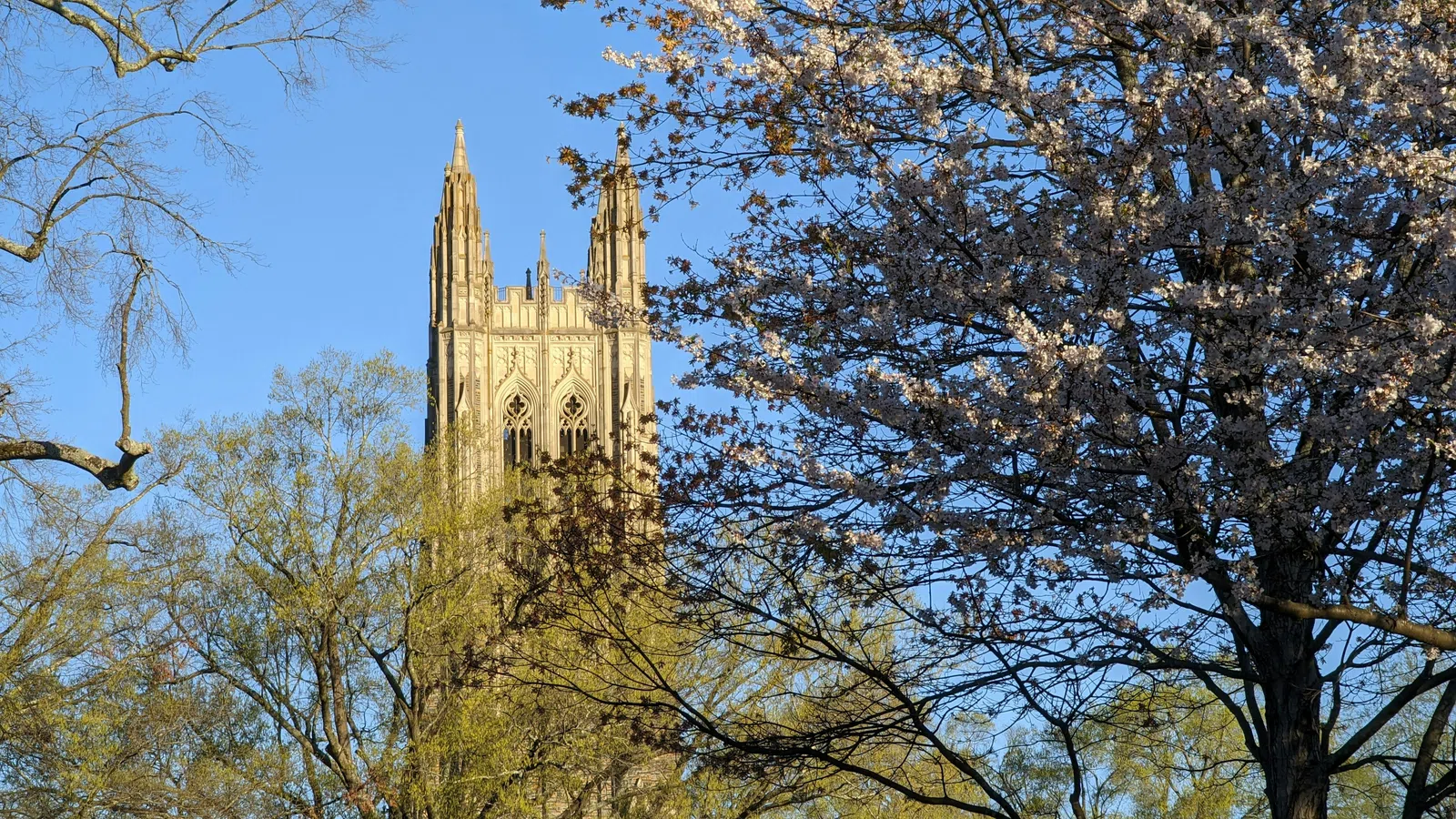 Gothic-style tower framed by trees with spring blossoms under a clear blue sky.