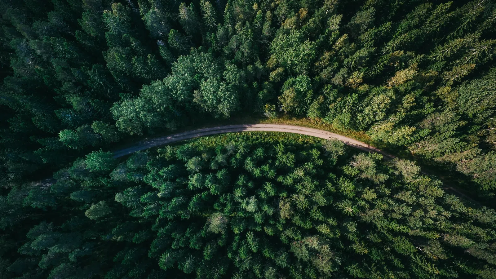Aerial view of a curved dirt road cutting through a dense green forest of tall coniferous trees.