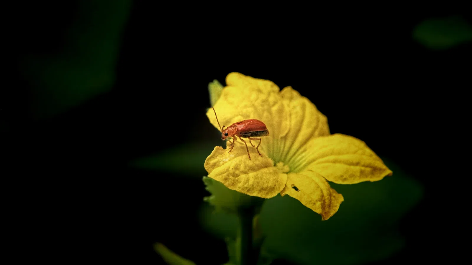 Red beetle on vibrant yellow flower with dark blurred background creating a striking contrast.