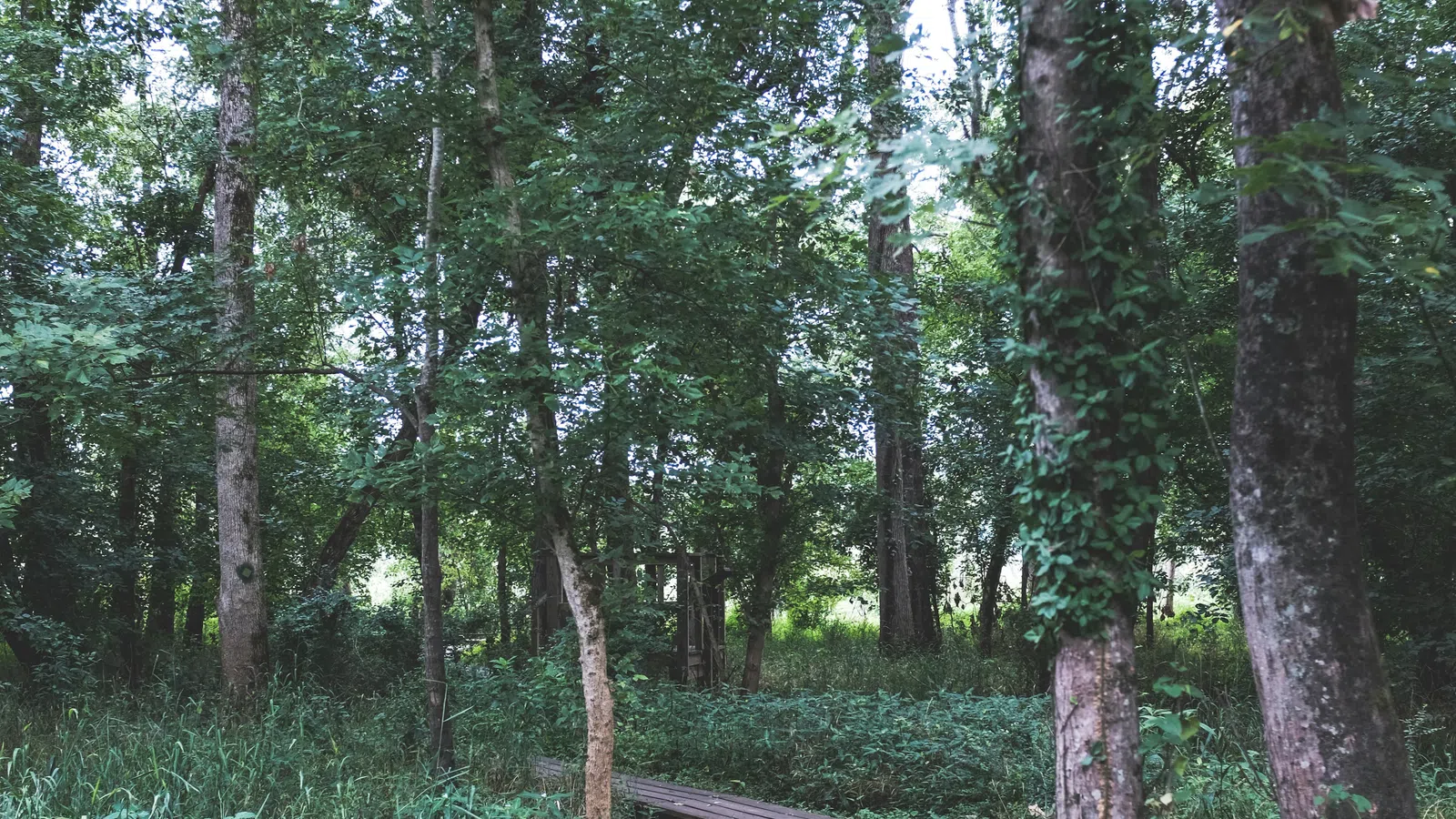 Curved wooden path winding through dense green forest with tall trees and lush undergrowth on a cloudy day