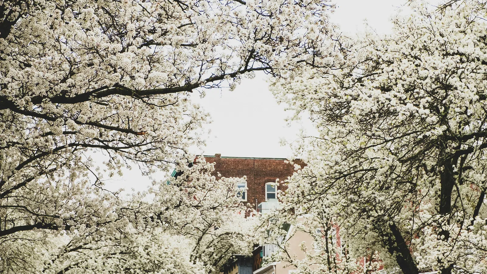 City street lined with blooming white cherry blossom trees and parked cars on both sides during spring.