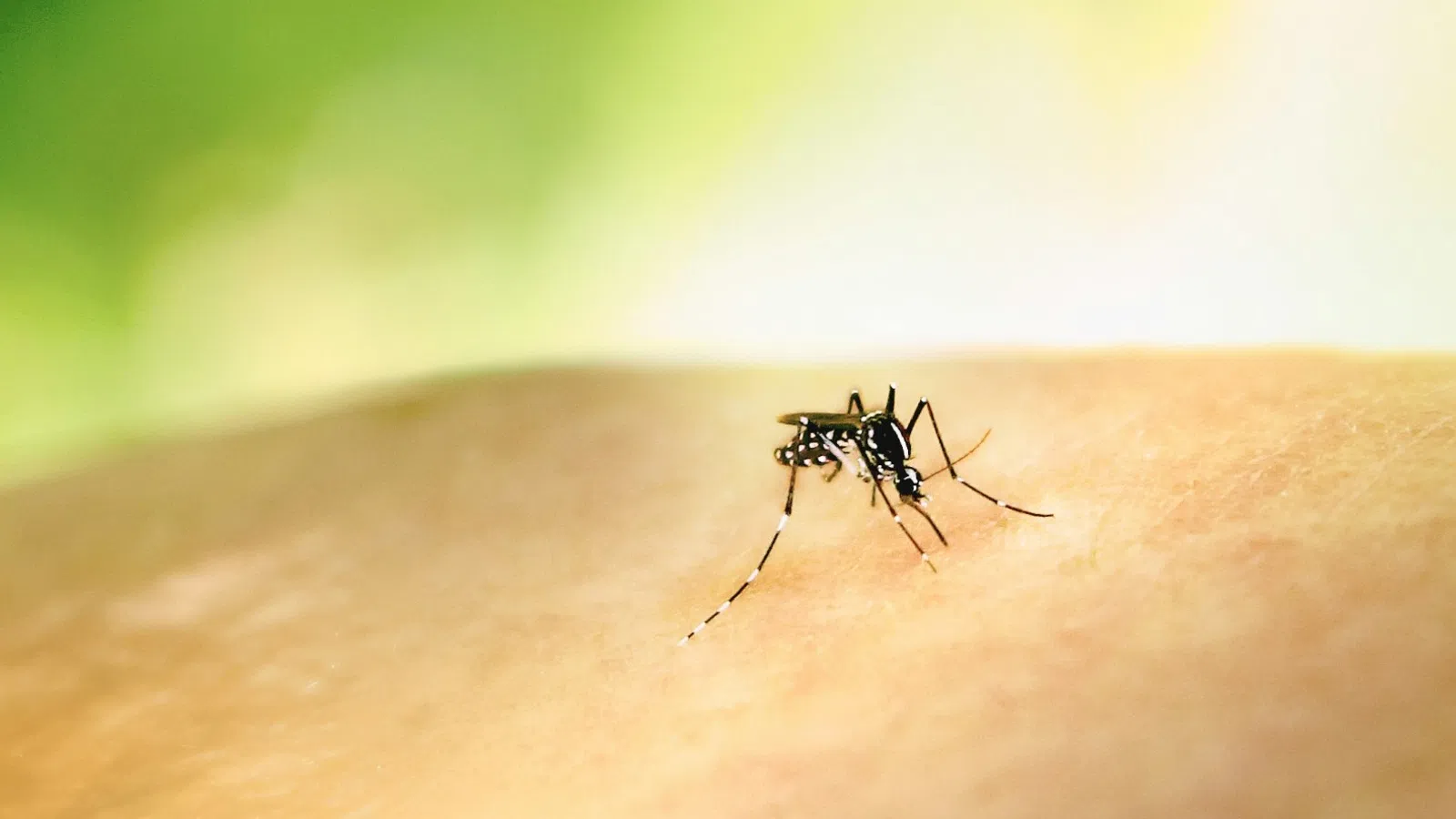 a black and white spider on a person's arm