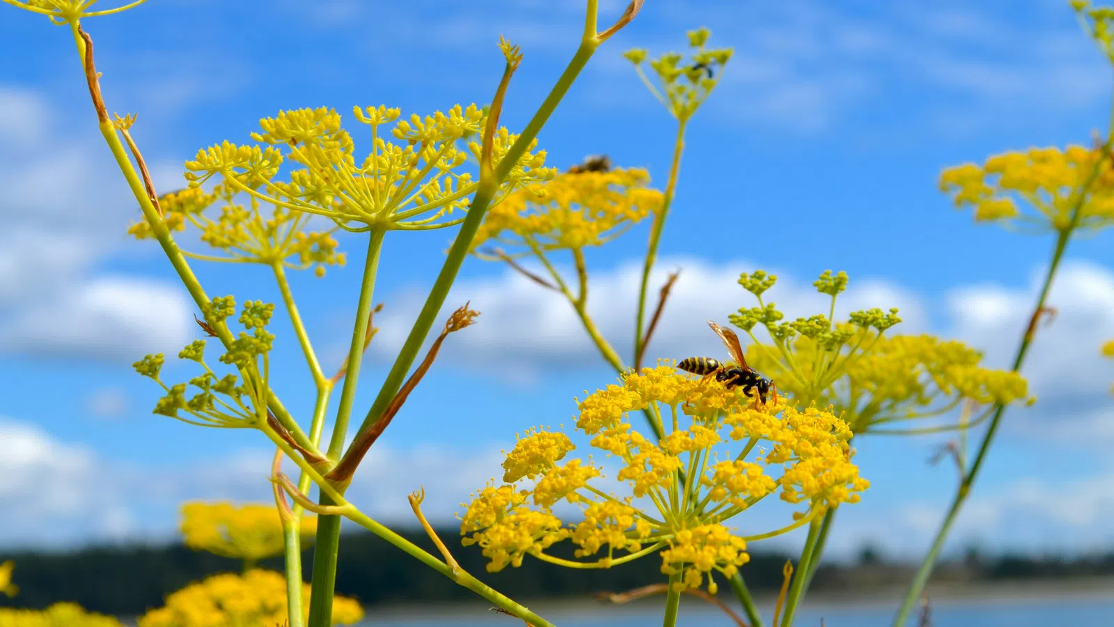 a bee on a yellow flower