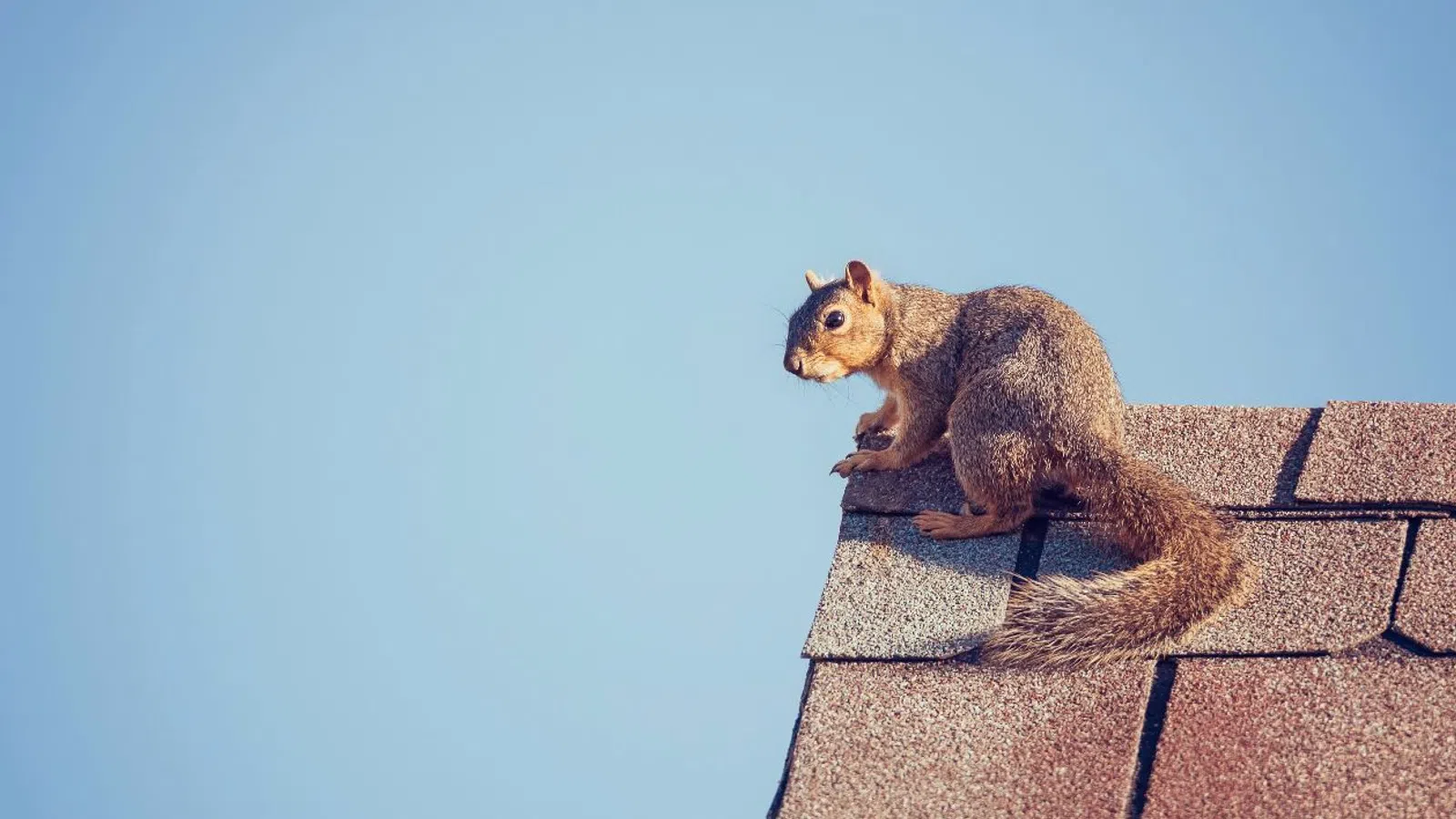 a squirrel sitting on a roof