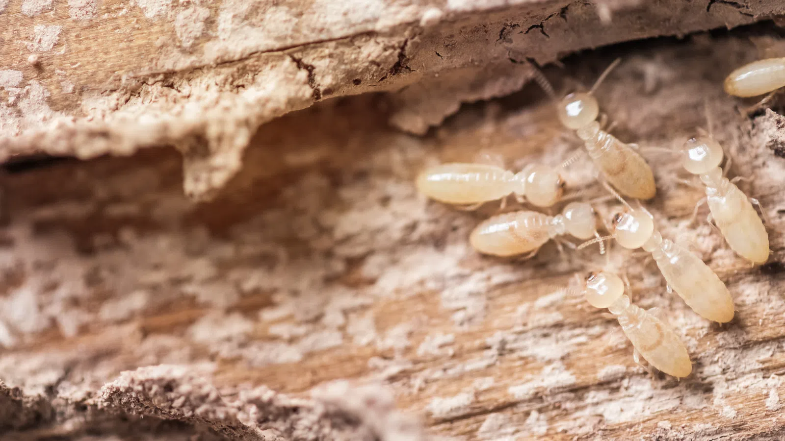 a group of ants on a log