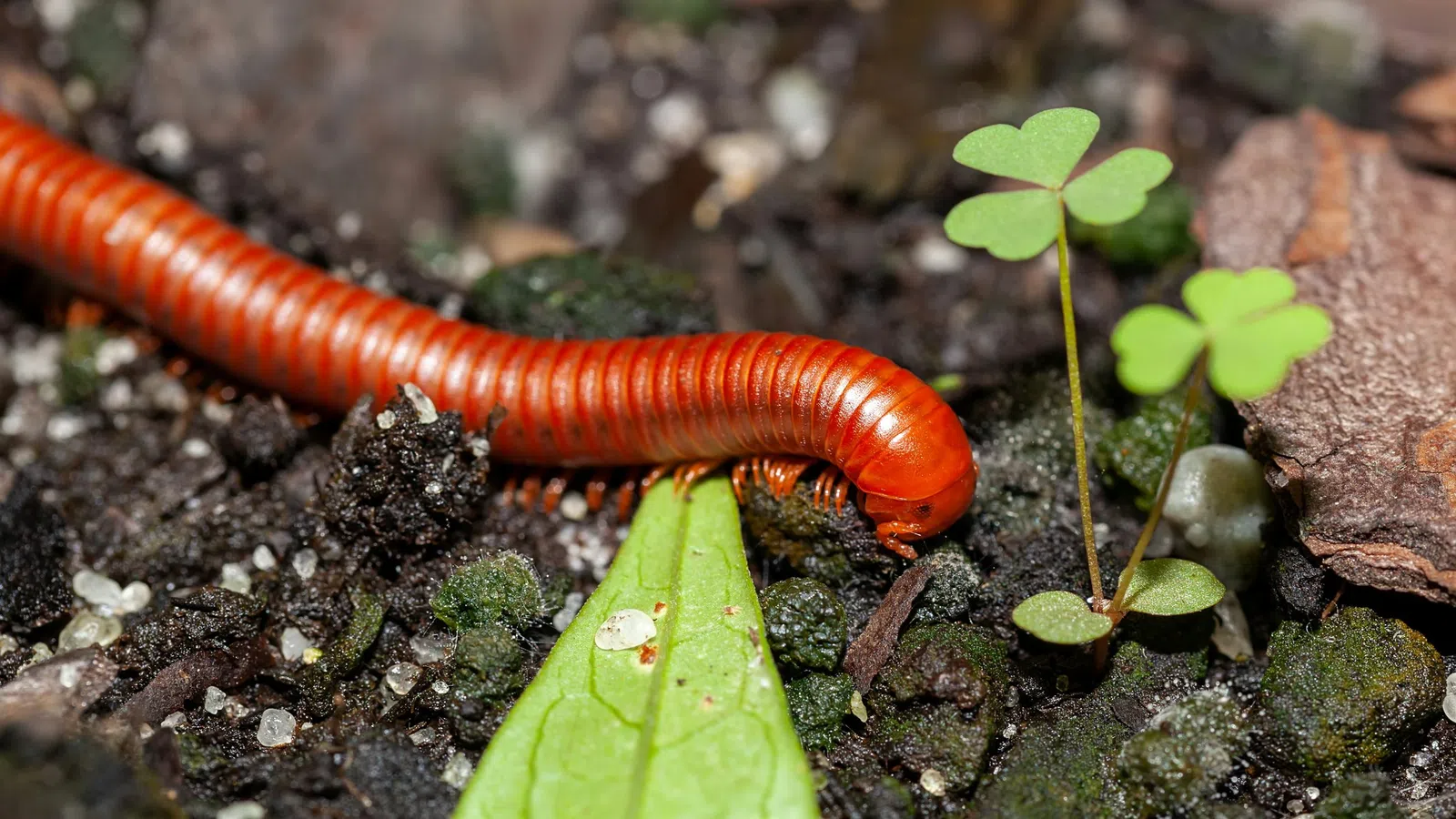 a slug on the ground