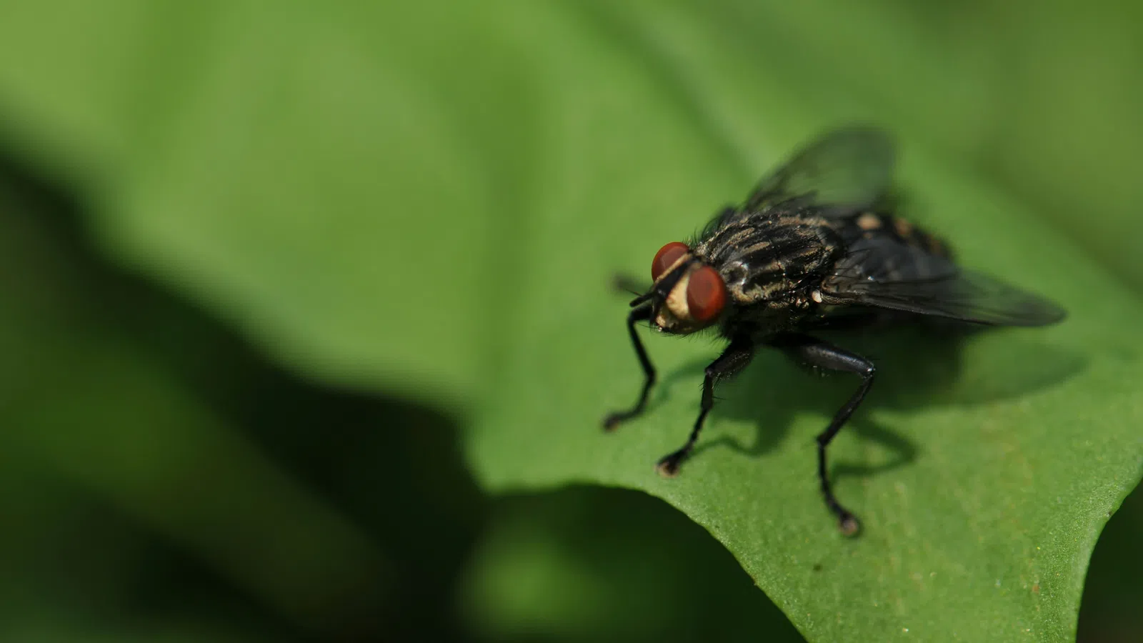 a close up of a fly