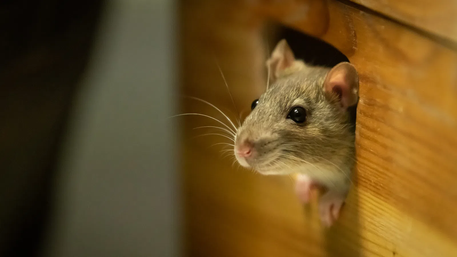 a rodent on a wood surface