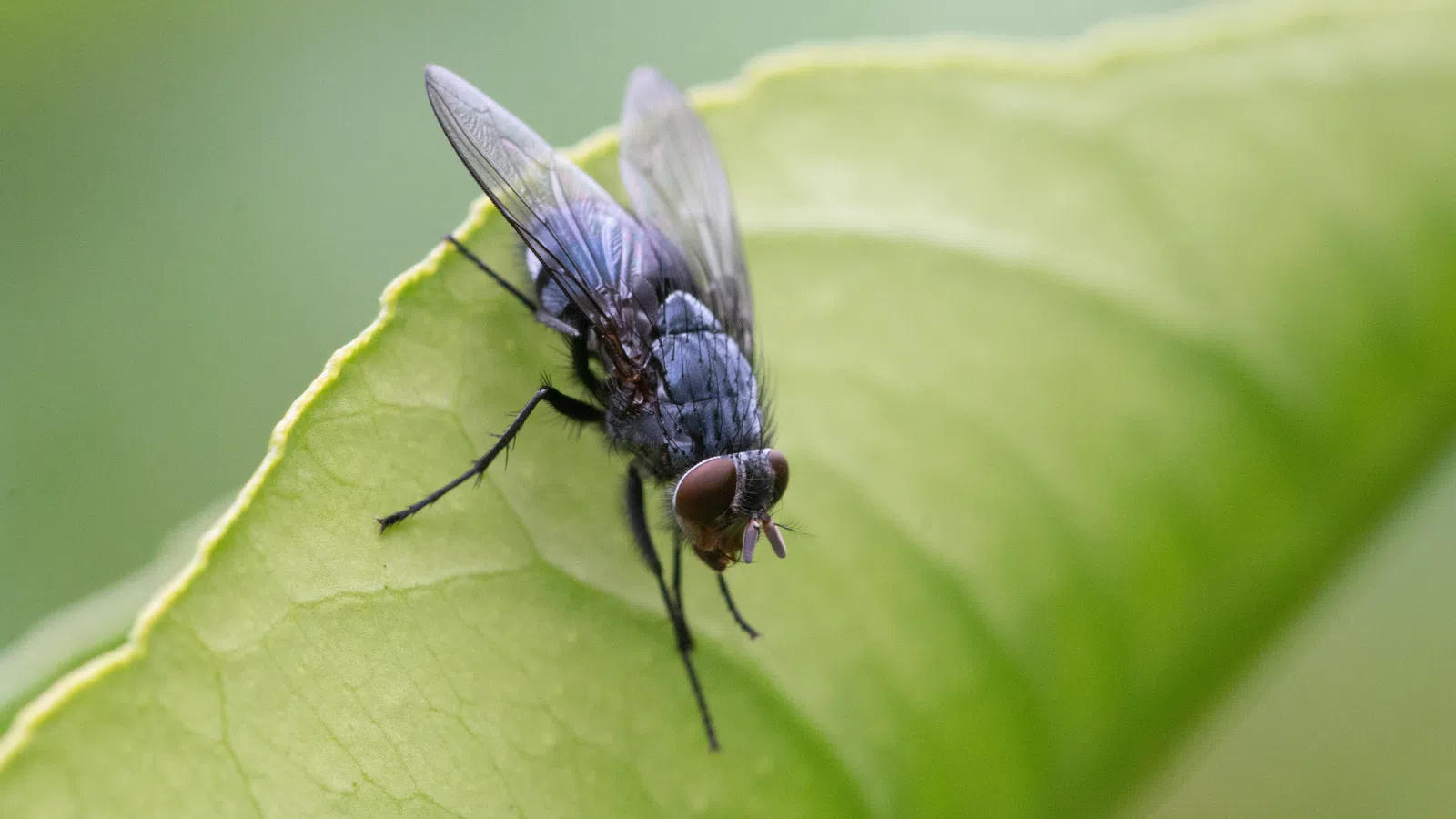 a close up of a fly