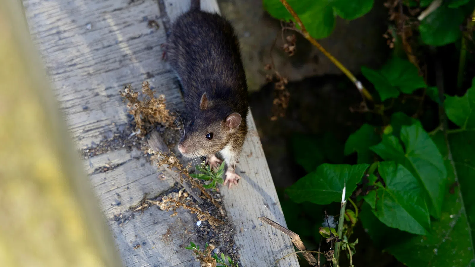 a rodent on a wooden surface