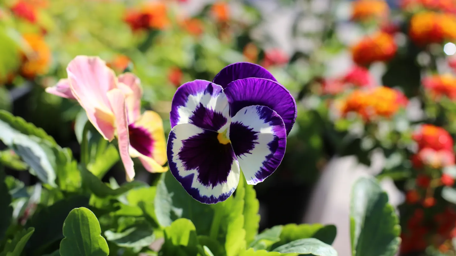 pansy close up flower