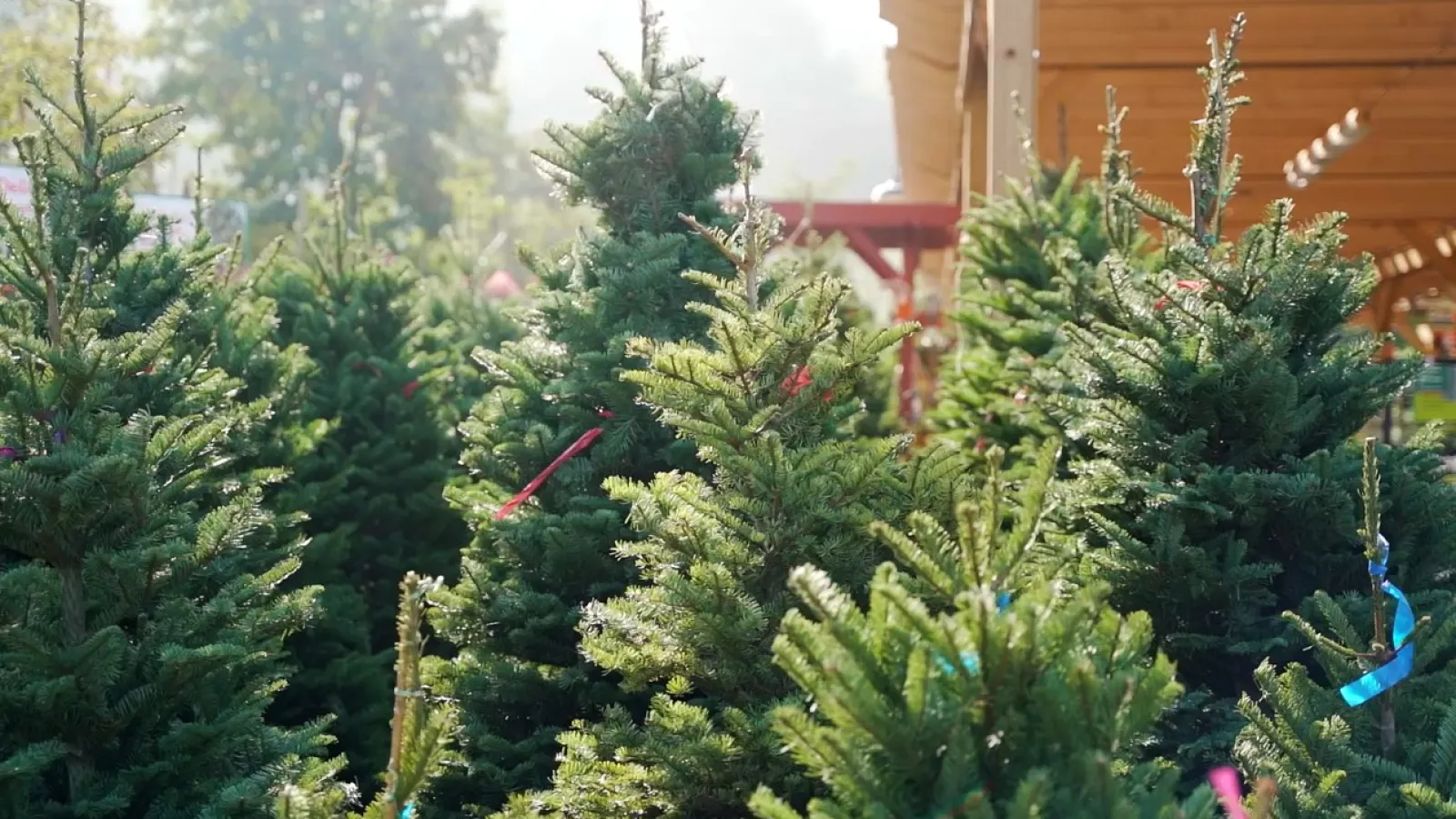 christmas trees at Armstrong Garden Centers