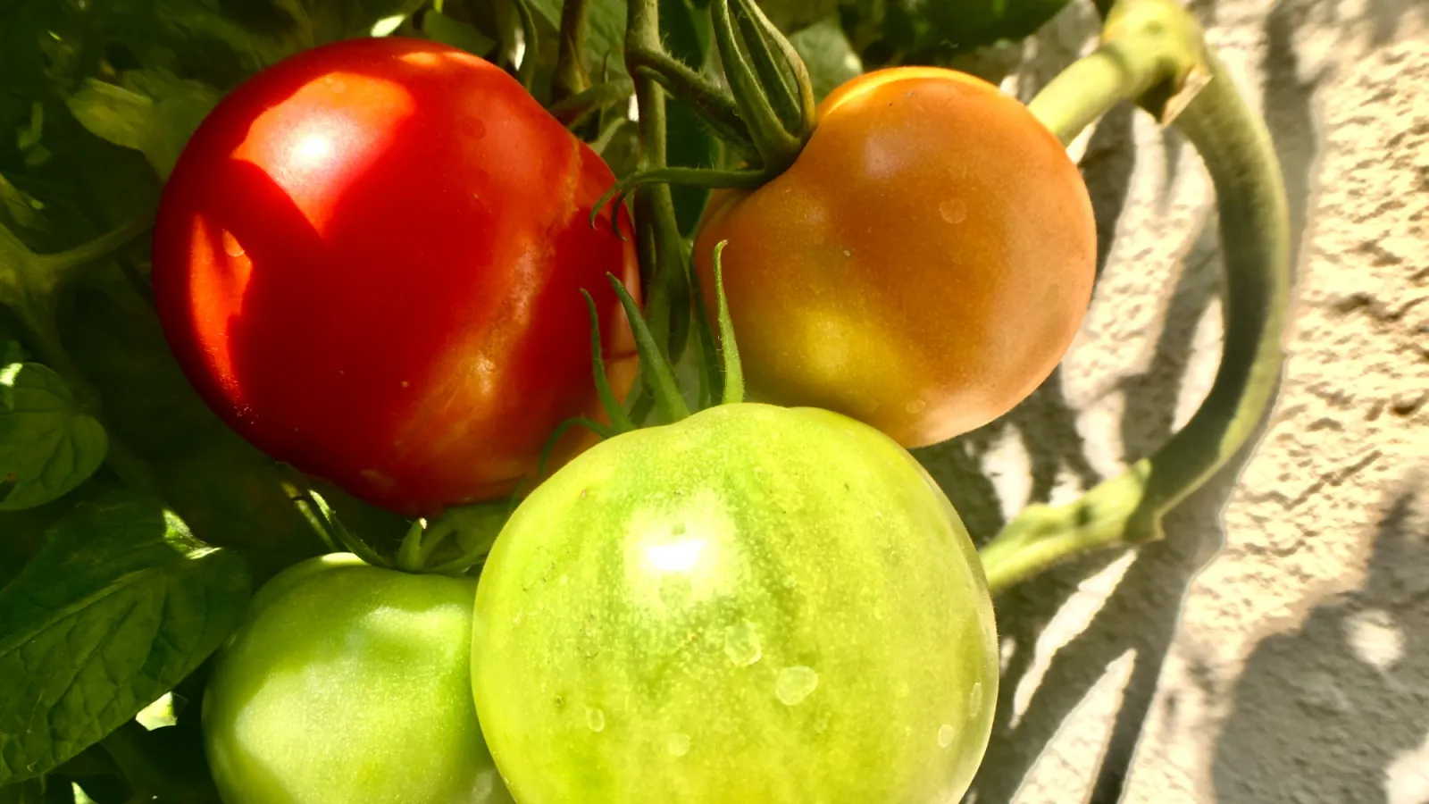 a group of tomatoes growing on a vine