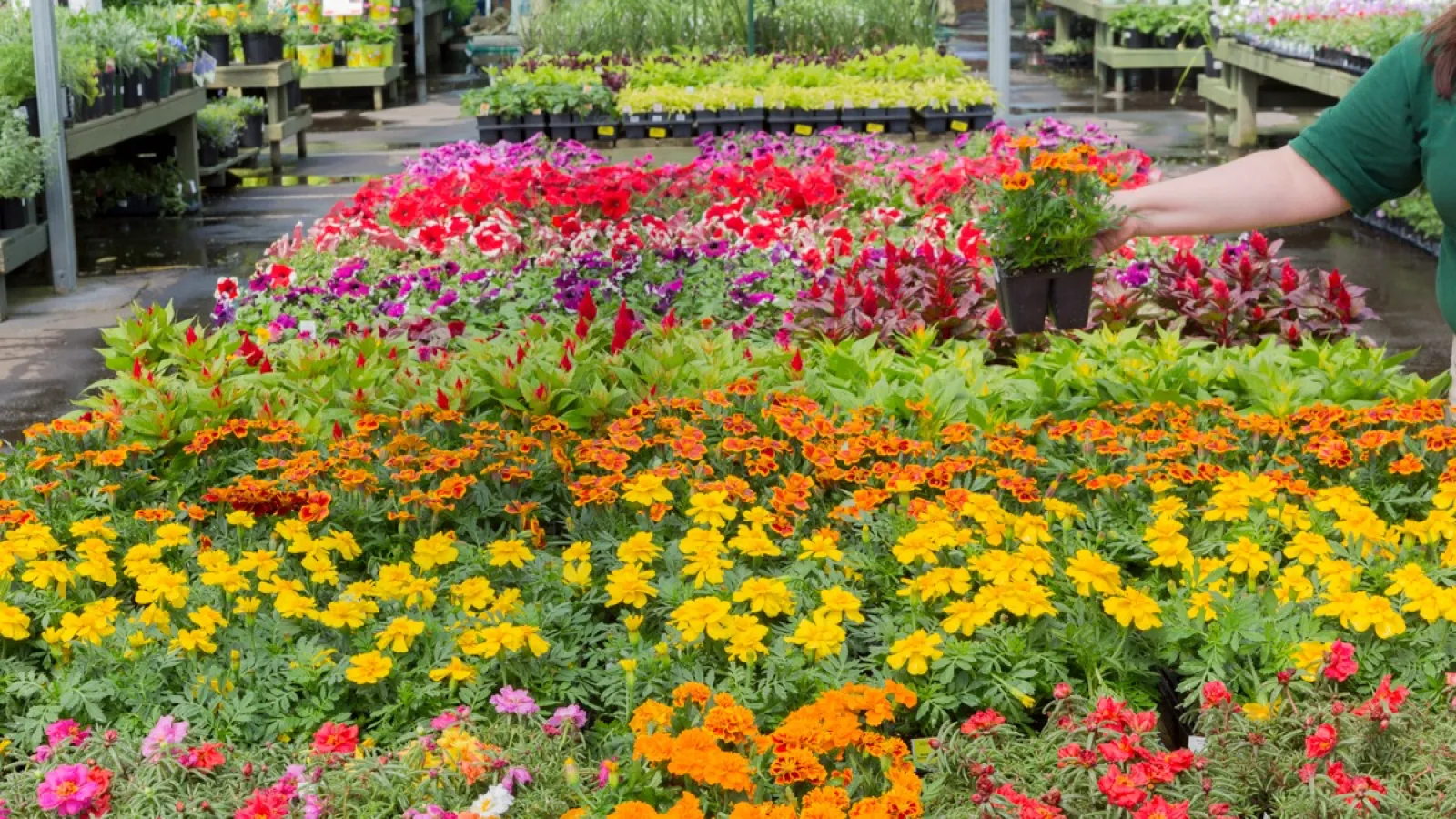 a garden of colorful flowers