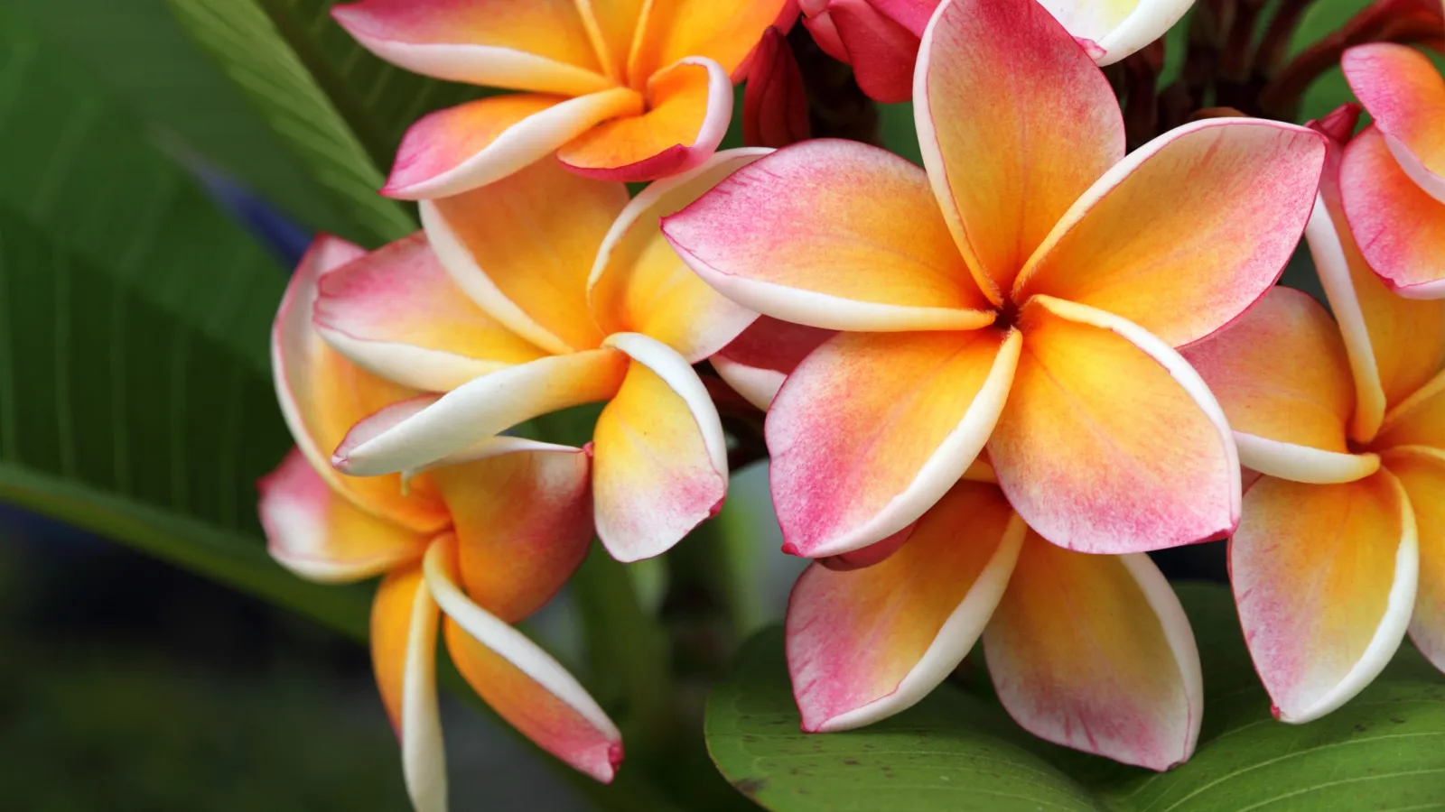 Close-up of vibrant pink and orange plumeria flowers with lush green leaves in the background