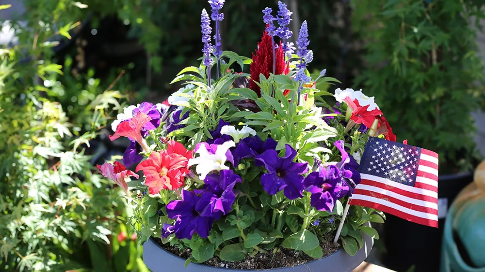 Colorful flower arrangement with purple, red, and white blooms in a gray pot featuring a small American flag.
