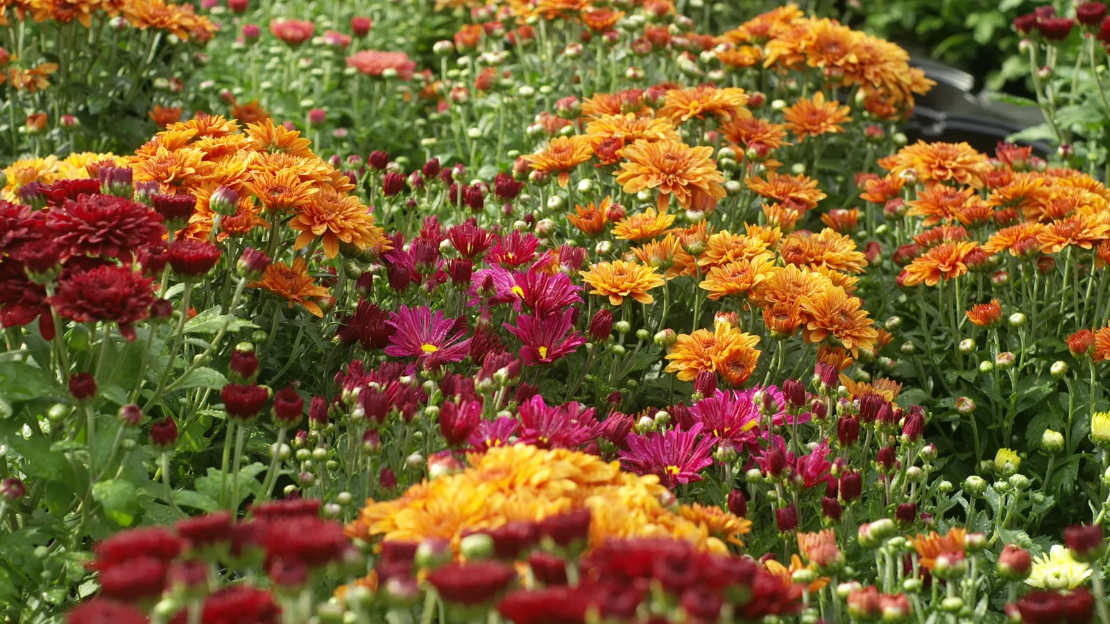 a field of colorful flowers