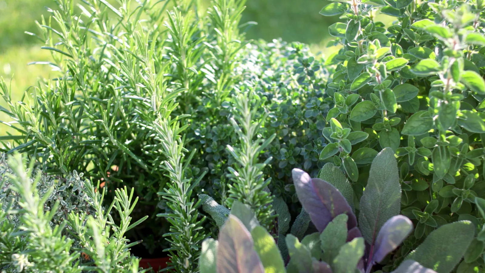 Close-up of fresh green herbs including rosemary, thyme, oregano, and sage in natural sunlight outdoors.