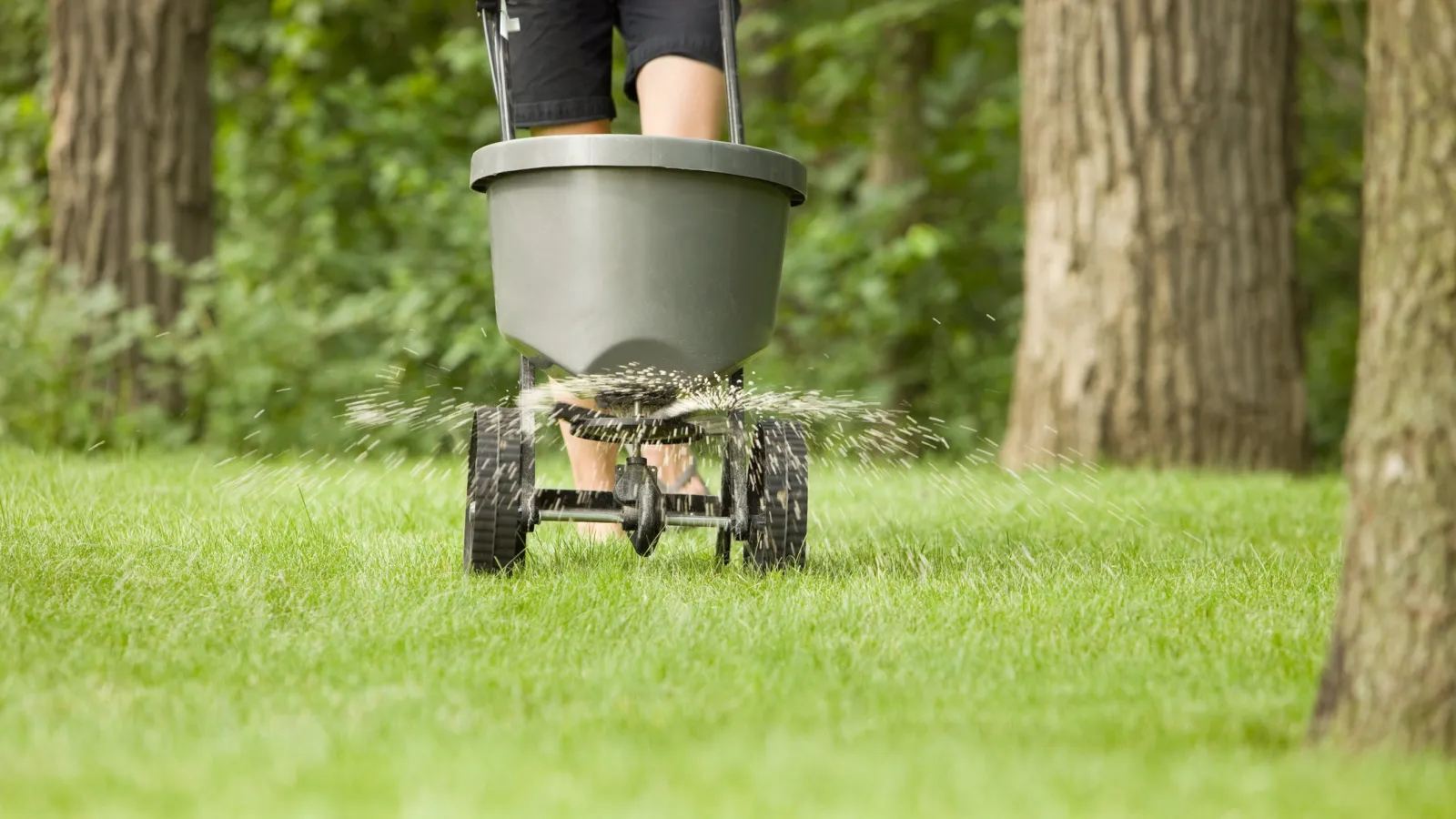 Person using a broadcast spreader to evenly distribute fertilizer on a green lawn near trees.